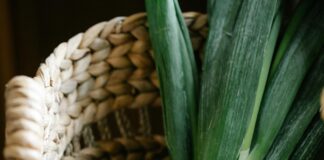 Vegetables in a basket