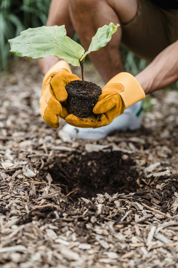 Person planting a plant